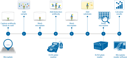 Learn How to run an absorbance ELISA protocol