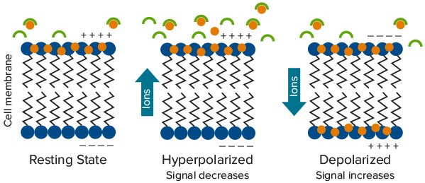 Optimization of NaV1.5 channel assay