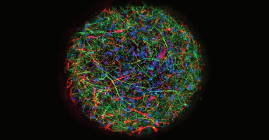 Calcium oscillation in 3D neuronal spheroids