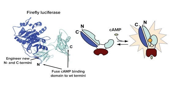 Live cell Gi - and Gs-coupled GPCR second messenger signaling