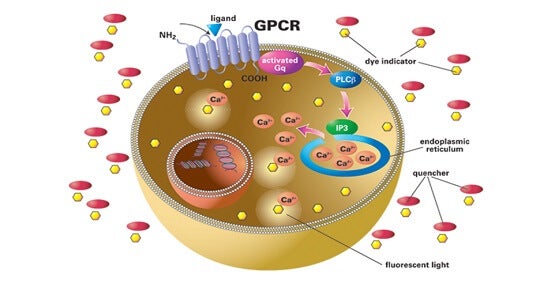 Measure intracellular calcium flux