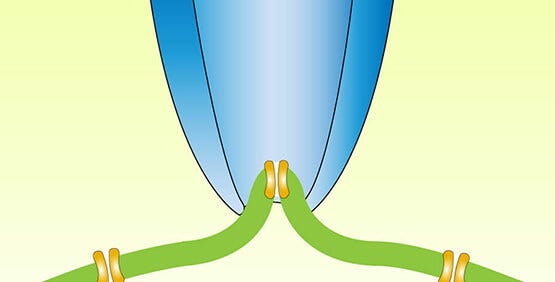 Whole Cell Patch-clamp Technique