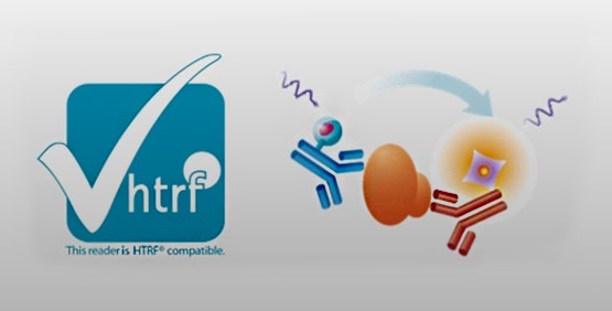 HTRF involves the use of two fluorophores, a donor and an acceptor