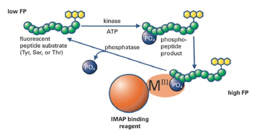 IMAP FP kinase assays