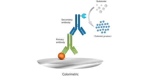 Colorimetric Western Blot method uses an enzyme-conjugated secondary antibody and a chromogenic substrate for detection