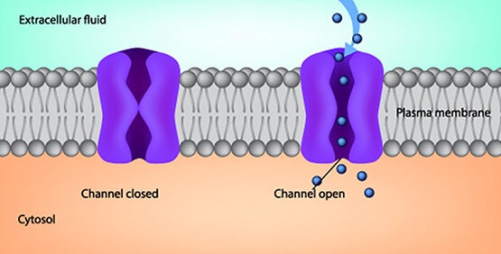 Potassium Assays