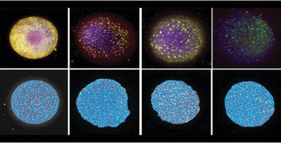 3D neural spheroids formed with human iPSC-derived cells