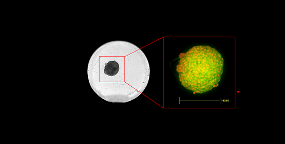 QuickID Targeted Acquisition works by acquiring an entire ﬁeld-of-view (FoV)