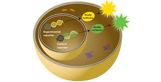 Single and Dual Luciferase Reporter Gene Assays