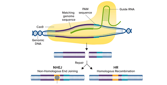 Validate CRISPR-Edited Cells using Western Blot