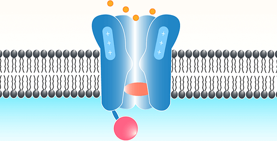 An ion channel is a group of proteins