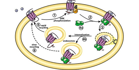 Live cell kinetic assays