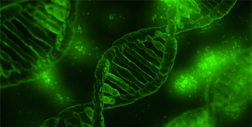 Fluorometric quantitation of nucleic acids