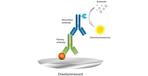 Chemiluminescent Western Blot uses an enzyme-conjugated secondary antibody and a luminescent substrate