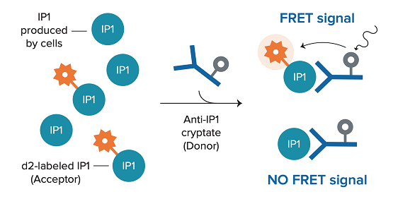 IP-One assays, Gαq/11-coupled receptors