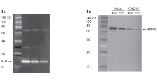 Estimation of Protein Molecular Weights with ScanLater Western Blot Protein Ladder