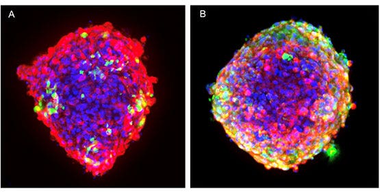 Microtissues (or co-cultures) are multi-cellular aggregates cultivated tissues