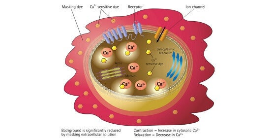 Potassium ion channel assay for high-throughput screening