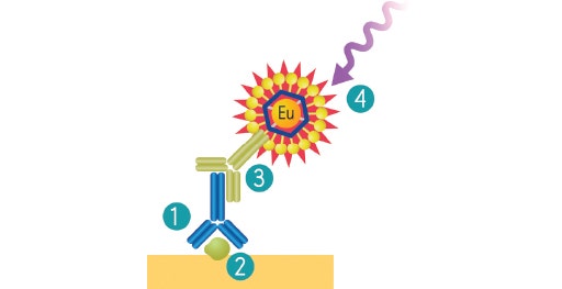 ScanLater Western Blot Detection System