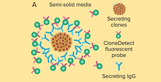 Enhanced development of virus-specific hybridomas