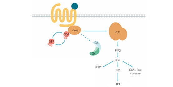 Calcium and IP-One assays (GPCR, Gq coupled)