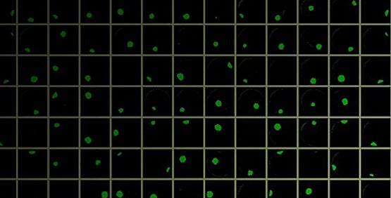 CRISPR in cell line development