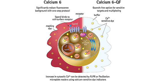 Monitoring Gq-coupled protein receptor activity