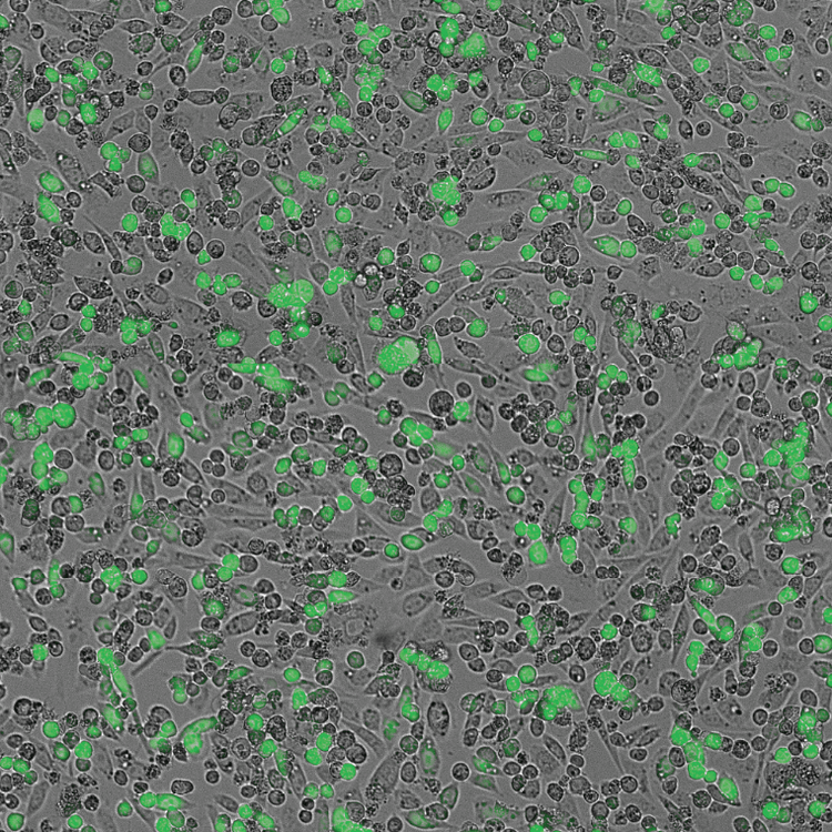 Calculate transfection efficiency