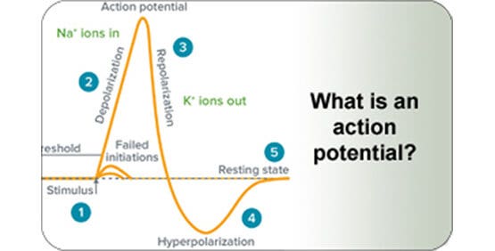 Action Potential Graph