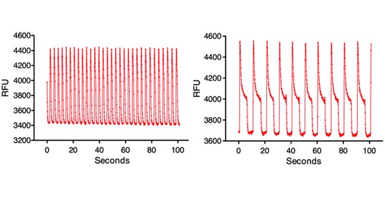 Calcium oscillation