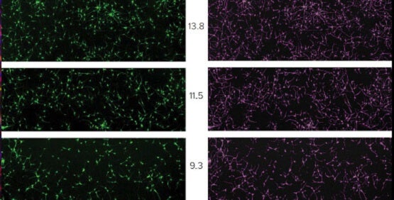 Imaging cytometry enables complex cell-based assays