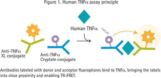 Cytokine assays