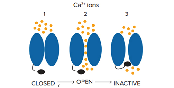 Development of a Cav 1.3 channel assay using optogenetic methods