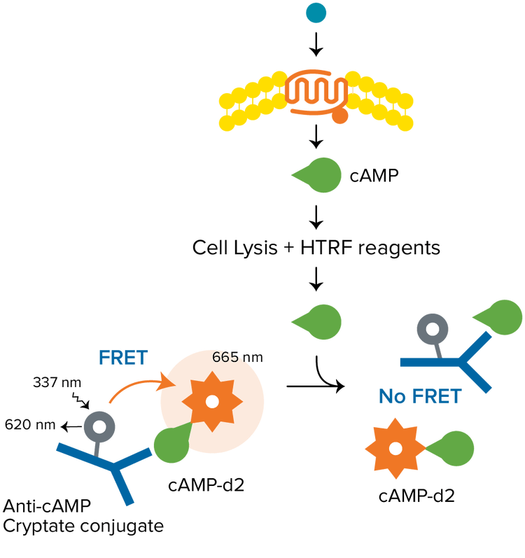 HTRF cAMP assays, Gαs-coupled receptors