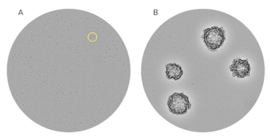 Confident identification of monoclonal CHO-S cells