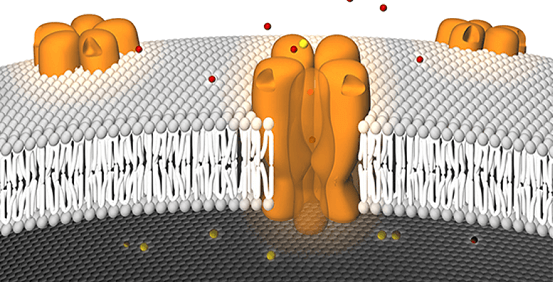 Membrane potential assays