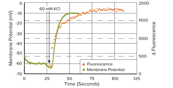 Measuring membrane potential