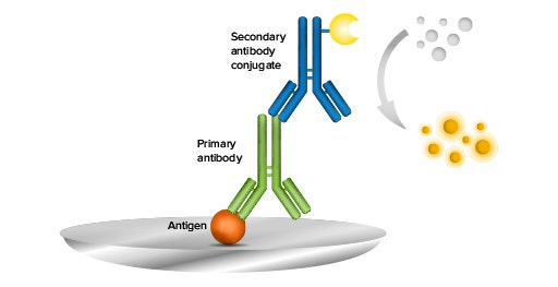 Indirect ELISA