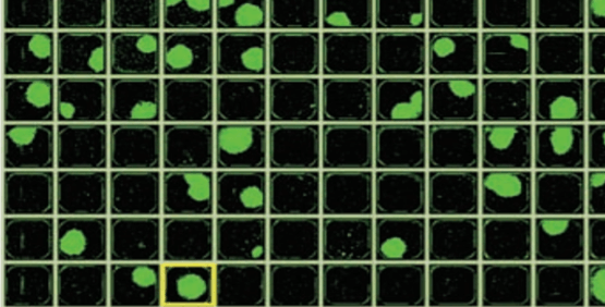 Confident assurance of clonality using calcein AM with minimal effect on viability