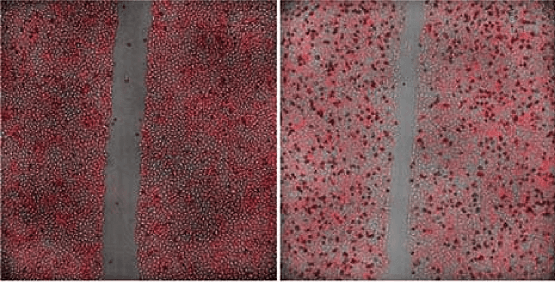 Analyze cell area using transmitted light or fluorescence image