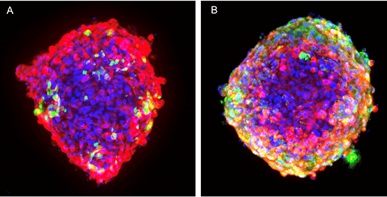 Cardiac Micro-tissues