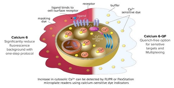 Evaluation of calcium flux