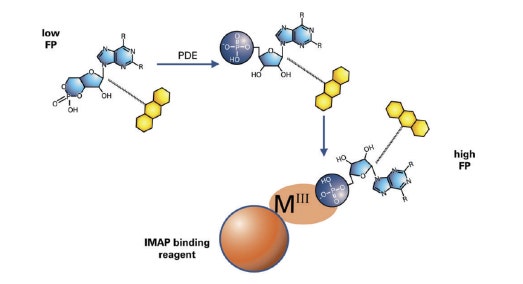 IMAP phosphodiesterase assay