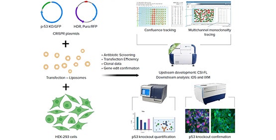 Accelerating gene edited cell lines