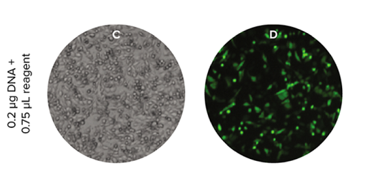 Transfection efficiency