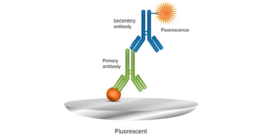 Fluorescent Western Blot uses a secondary antibody conjugated to a fluorophore