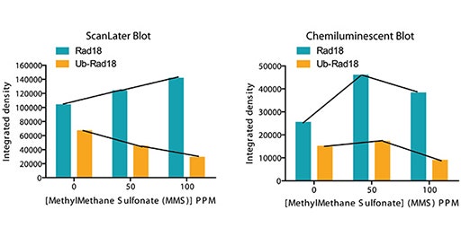 Detection and quantitation of protein with ScanLater Western Blot Detection System