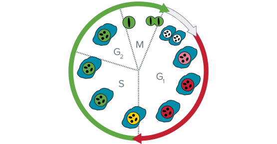 Cell cycle analysis