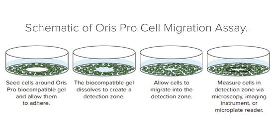 Cell Migration Analysis with Oris Pro Assay