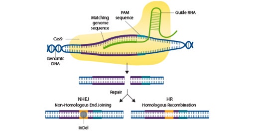 Validate CRISPR-Edited Cells using Imaging and Western Blot Detection